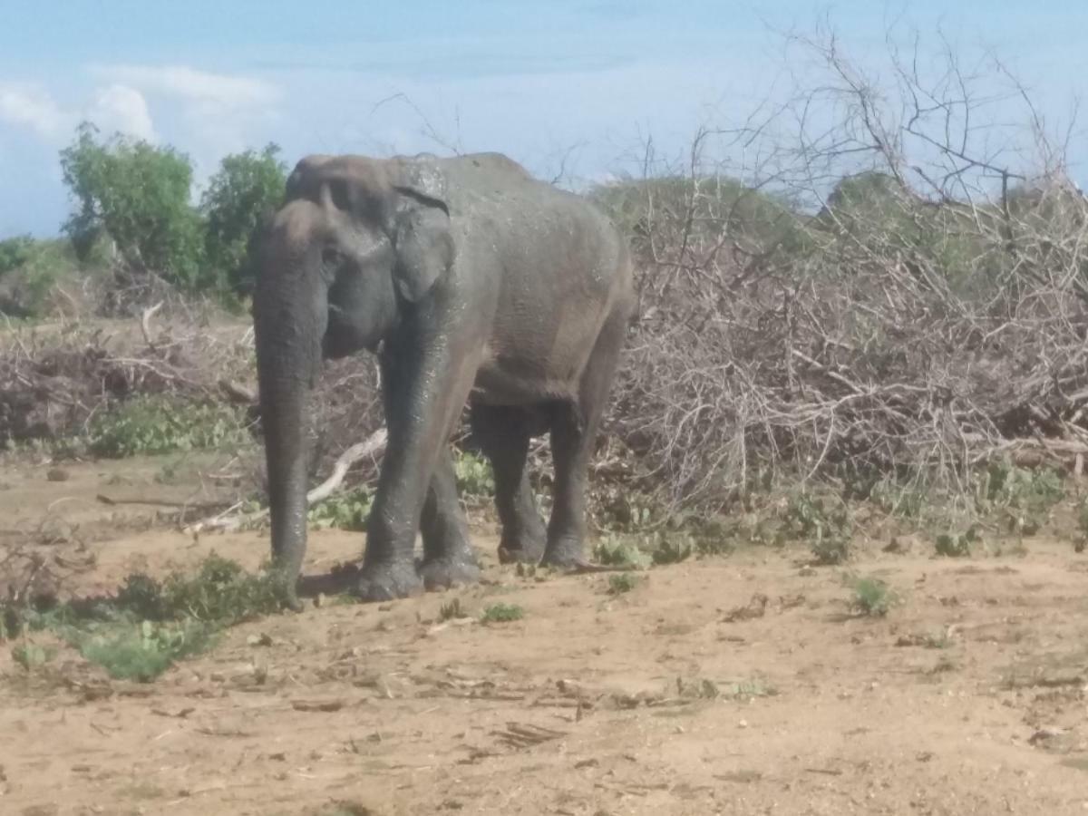 Amawin Resort Hambantota Zewnętrze zdjęcie